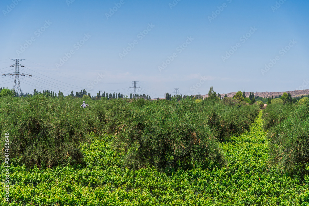 View at vine plants and olive trees in a vineyard in Mendoza, Argentina