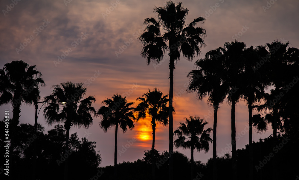 Obraz premium Several palm trees are silhouetted against a setting sun, partially obscured by low clouds.