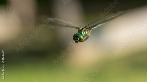 Flying dragonfly