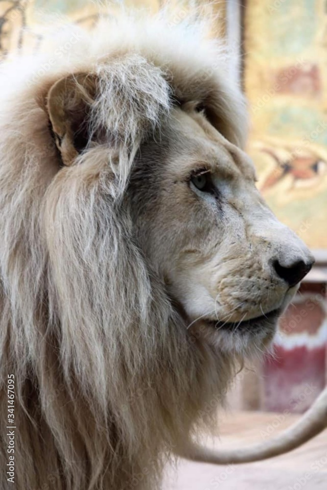 un lion de profil 