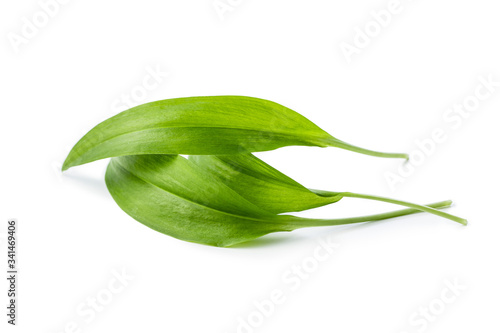 Принти на полотні Green wild garlic leaves.