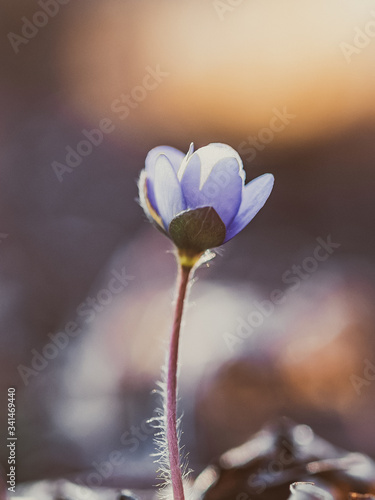 spring purple flower © Antanas
