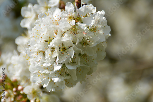 Blühender Kirschbaum, Kirschblüten