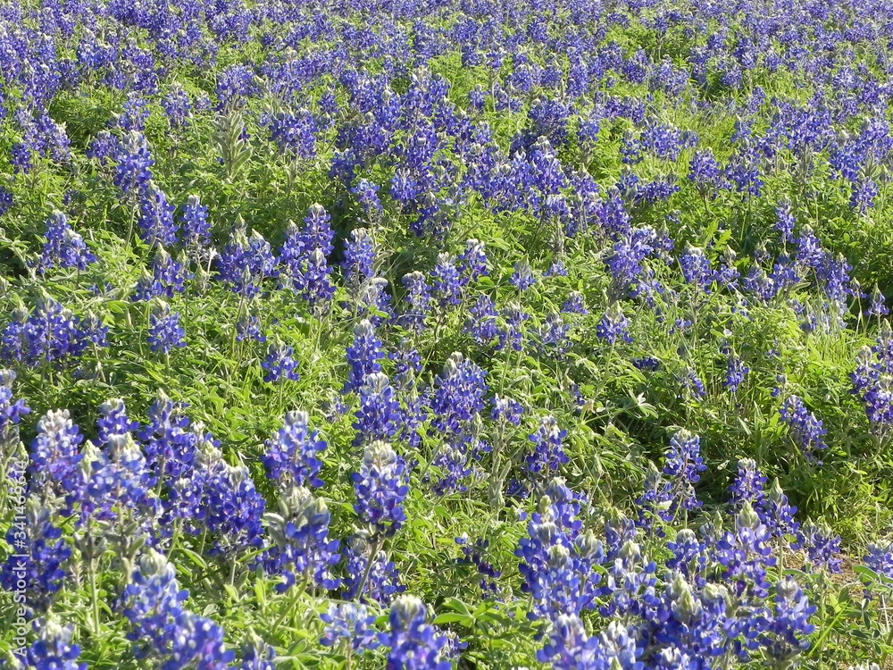 Obraz premium Texas bluebonnetts