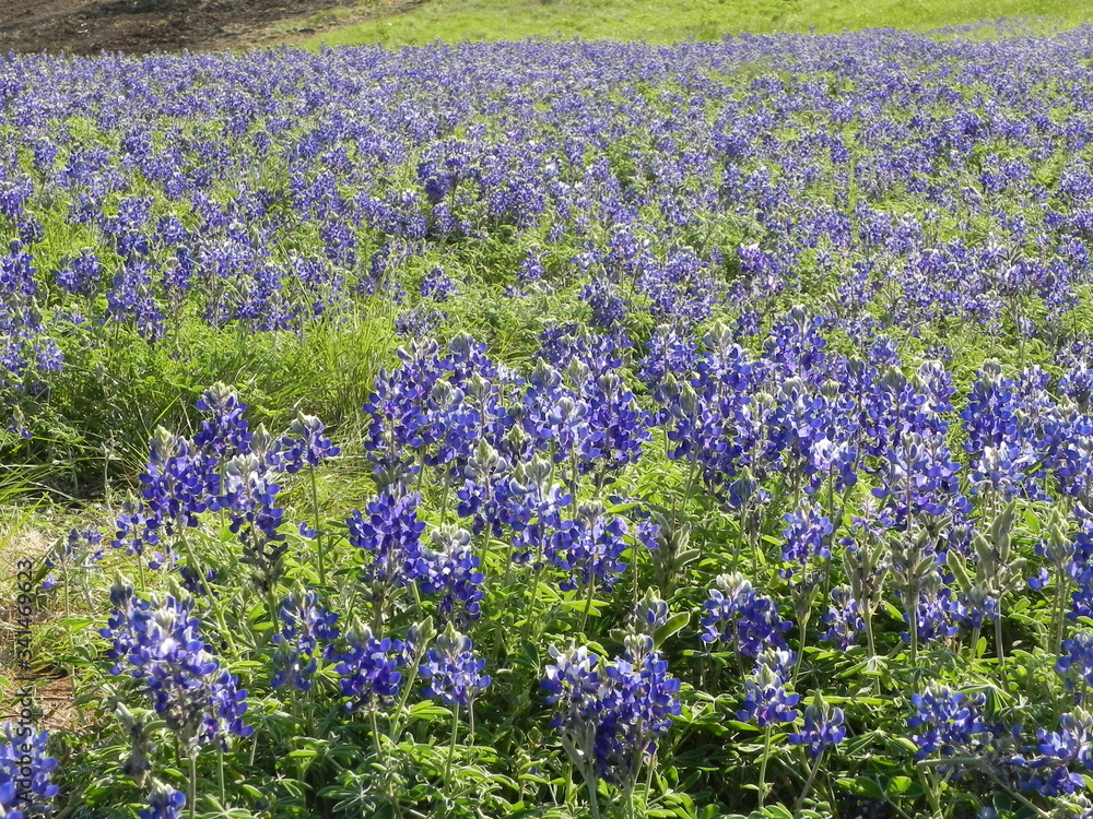 Texas bluebonnetts