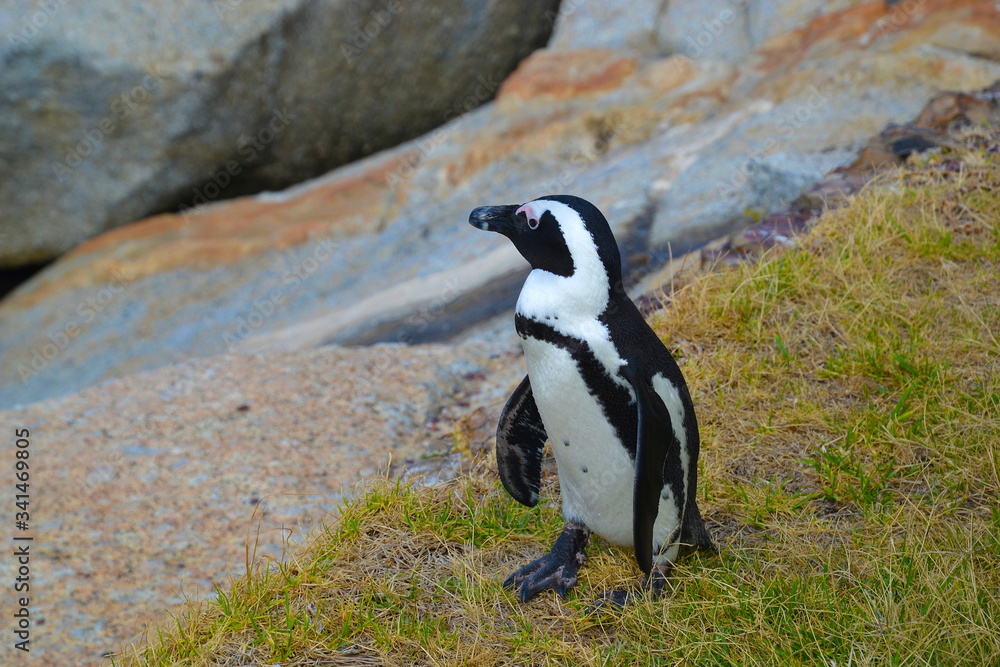 Obraz premium African penguin on coast near ocean. African penguin (Spheniskus demersus) also known as jerk penguin and black-footed penguin. Near Cape Town, South Africa