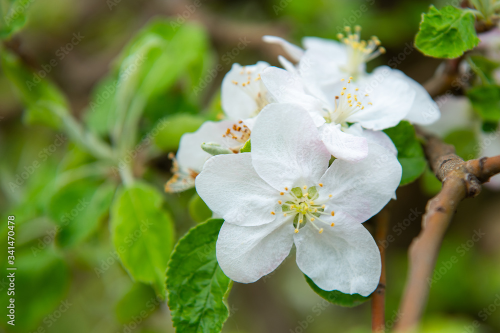 Fototapeta premium Blossoming apple garden in spring