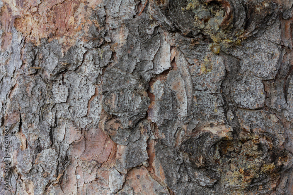 Relief texture of the brown bark of a tree