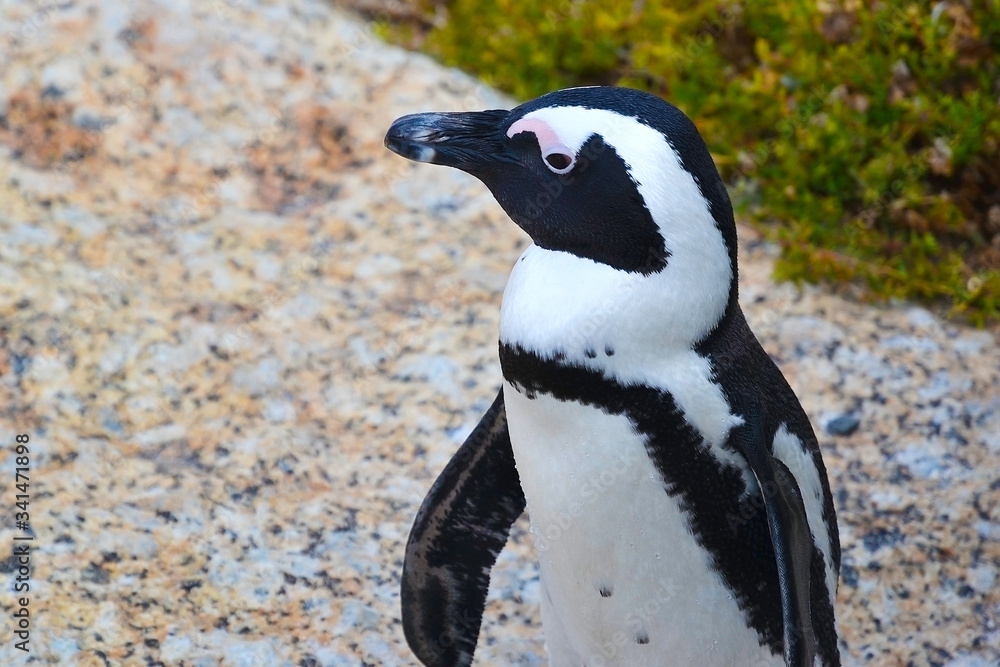 Obraz premium African penguin on coast near ocean. African penguin (Spheniskus demersus) also known as jerk penguin and black-footed penguin. Near Cape Town, South Africa
