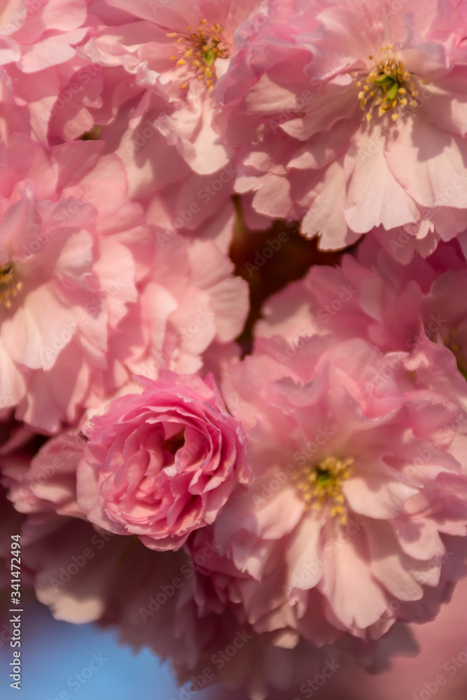 Pink japanese sakura tree flowers blossom Pink japanese sakura tree flowers blossom