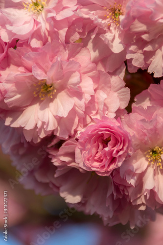 Pink japanese sakura tree flowers blossom