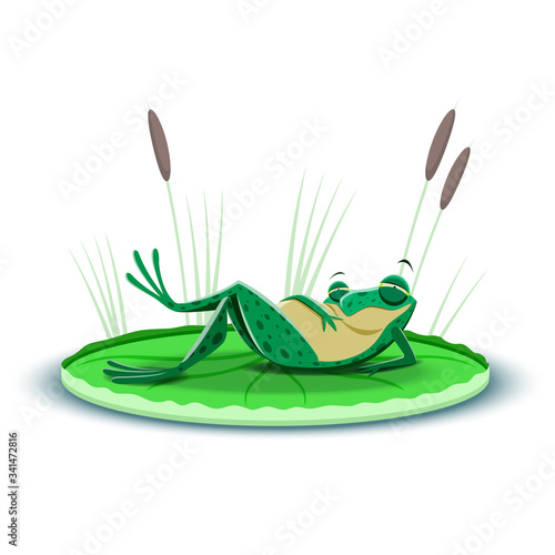 A gorged frog resting on a leaf of water lily.
