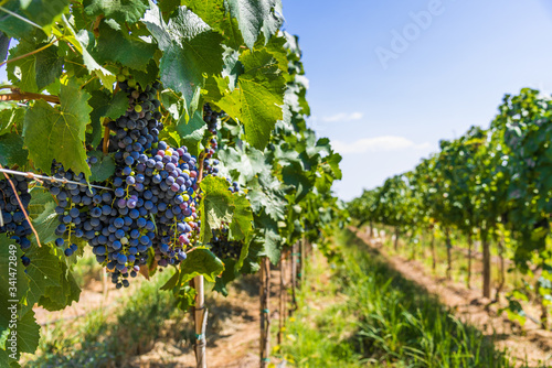 Red wine grapes on a vine in a vineyard in Mendoza on a sunny day photo