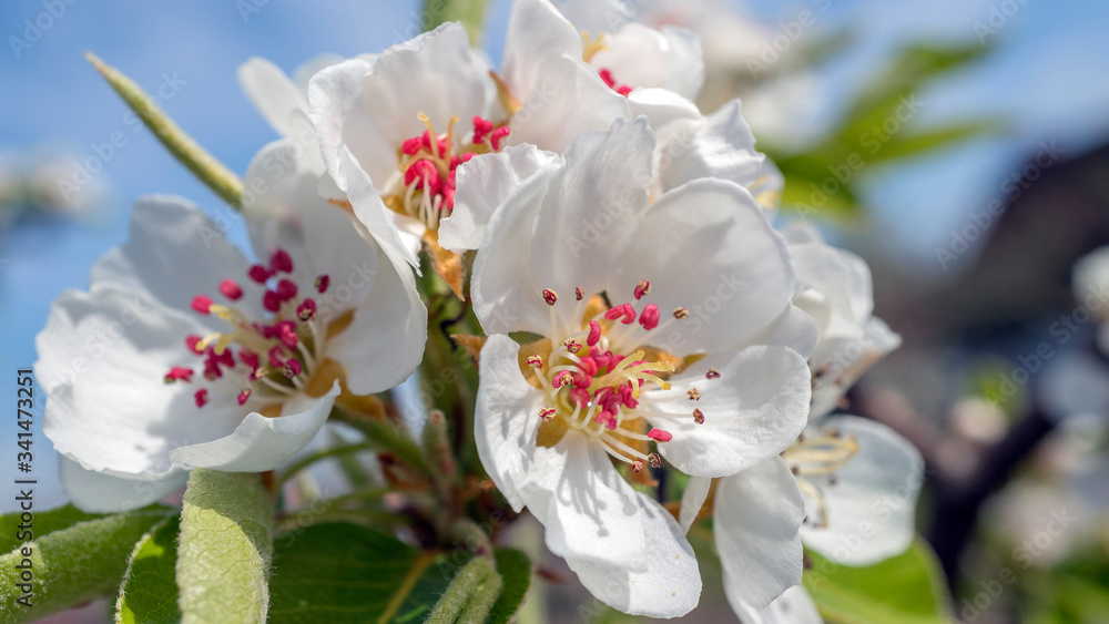 Fototapeta premium białe kwiaty
