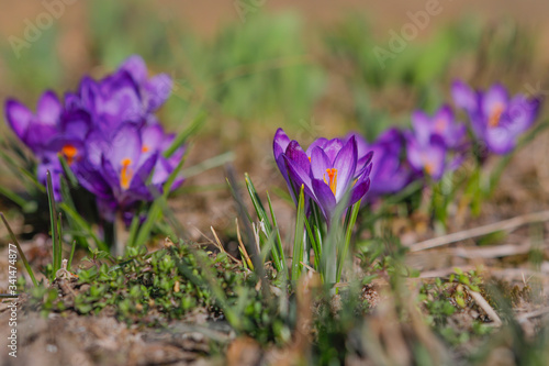 Crocuses blossom in a garden