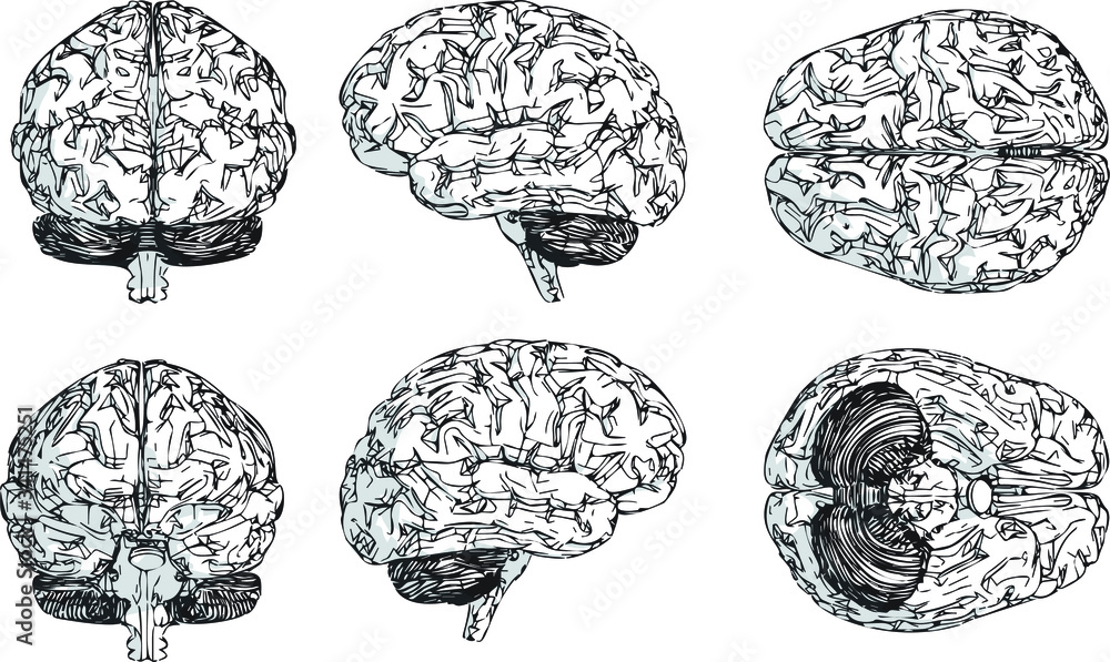all side views of the brain, hand-drawn brain illustration, six sides of the brain in white background all side views of the brain, hand-drawn brain illustration, six sides of the brain in white background