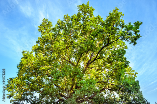 oak tree in the summer