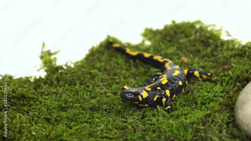 Fire Salamander. Salamandra maculosa on green moss in white background. Fire Salamander. Salamandra maculosa on green moss in white background.