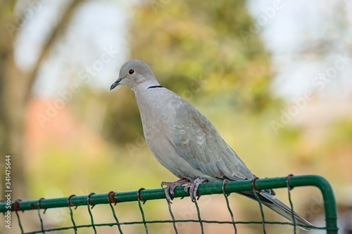 Close up portrait of a grey Eurasian collared dove with red eye perching on a green wire mesh. Blurry blue, yellow and green background.