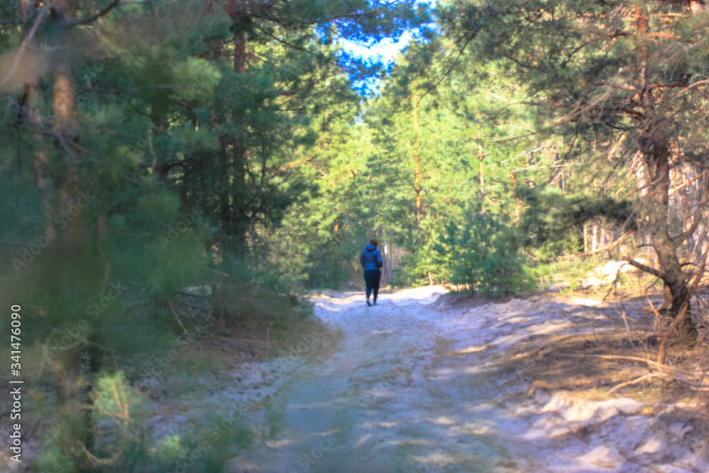 Pines in the woods and the path: a walk in the spring woods in the open air 