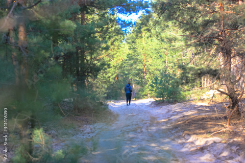 Pines in the woods and the path: a walk in the spring woods in the open air 