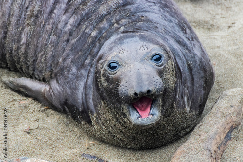 Baby Northern Elephant Seal Stares at Camera on Beach