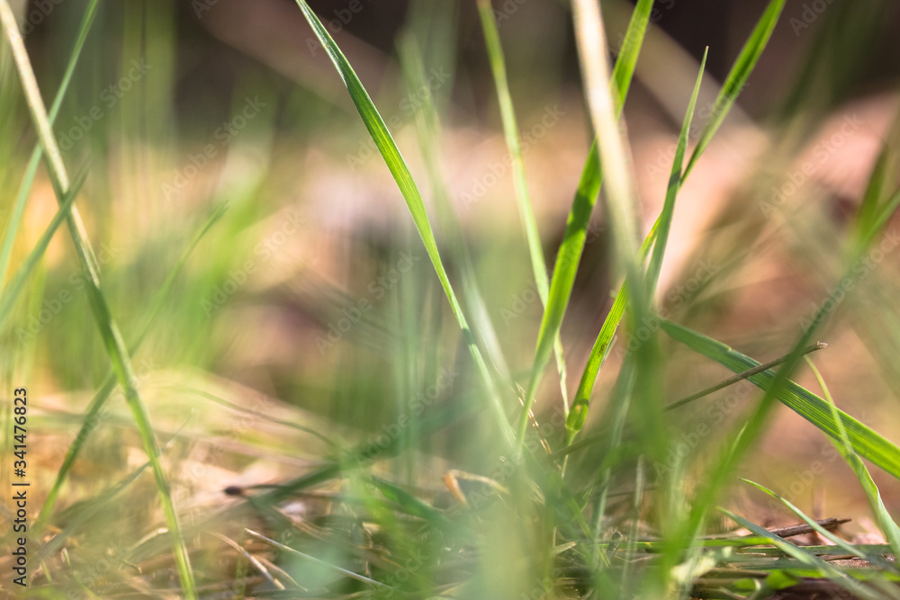 Juicy green grass in the forest in spring or summer Juicy green grass in the forest in spring or summer