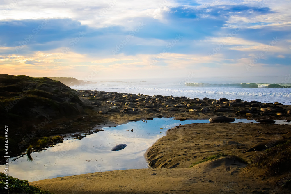 Sunrise over Seal Covered Beach with Ocean in California Sunrise over Seal Covered Beach with Ocean in California