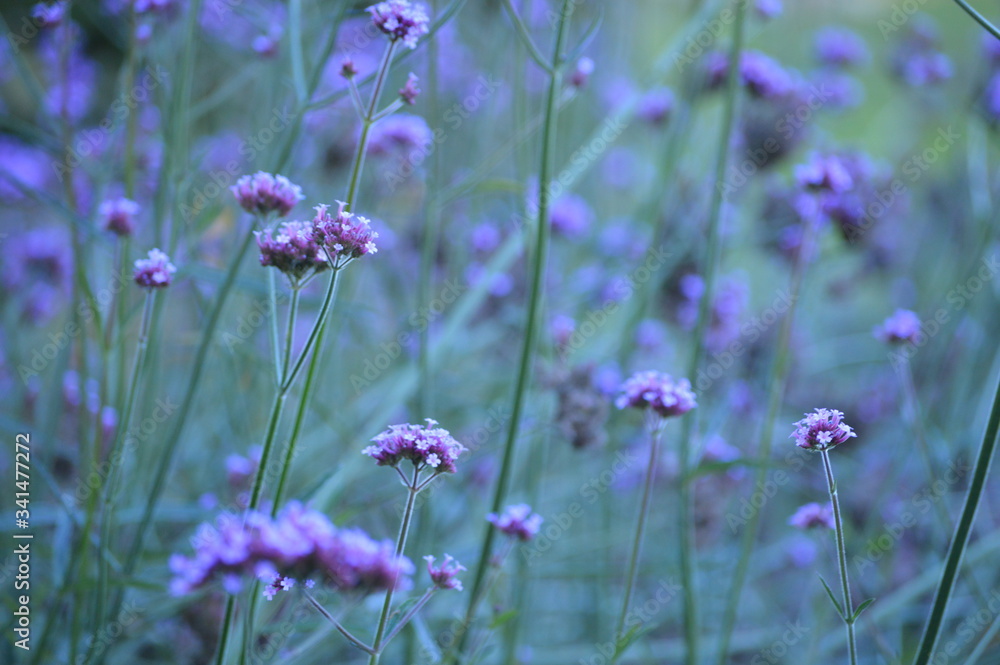 Obraz premium Purple flower