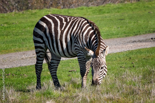 Zebra Eating Grass in Close Up on Central California Coast