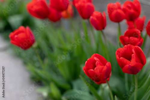 beautiful single red tulip in the garden