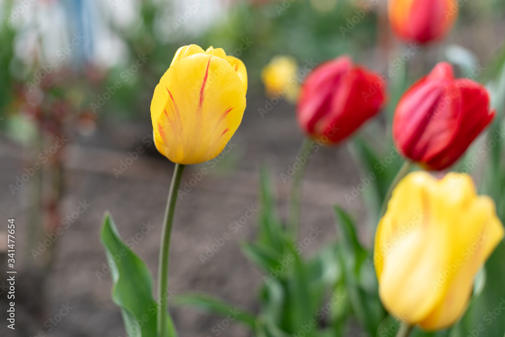 beautiful single red tulip in the garden