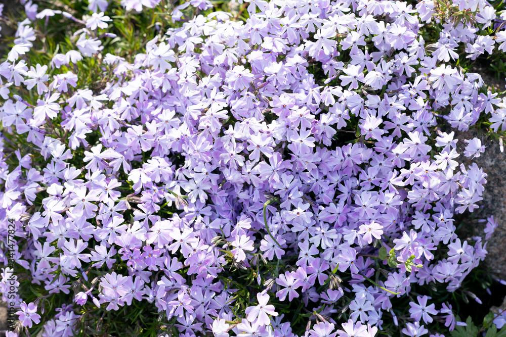 a bush with small purple spring flowers