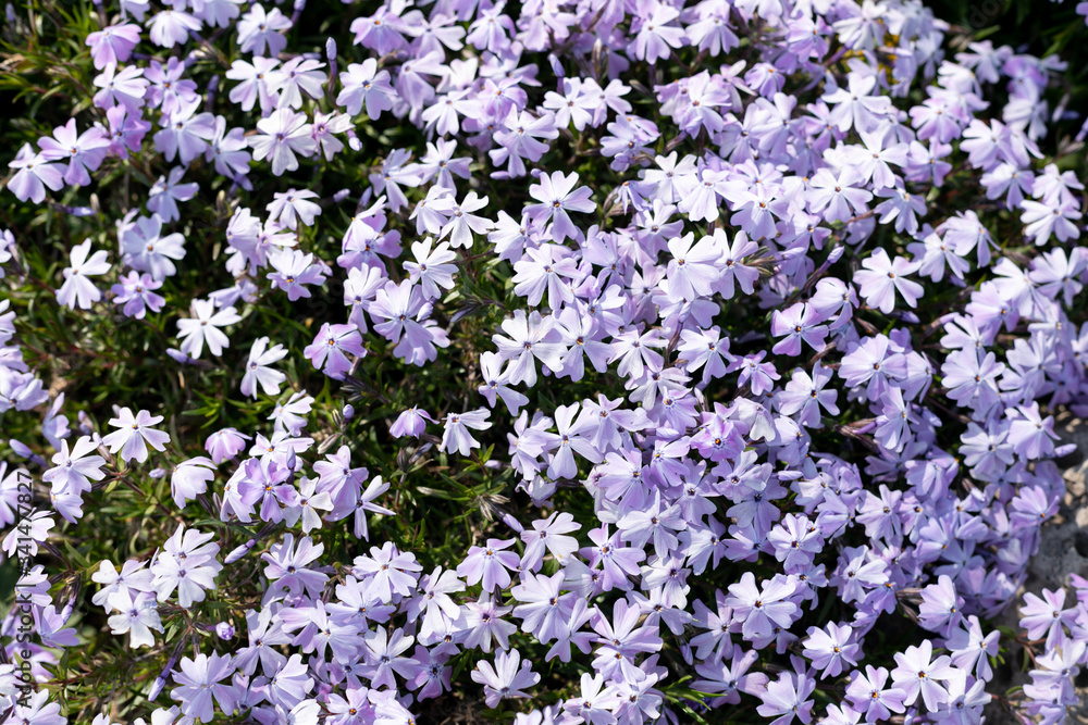 Obraz premium a bush with small purple spring flowers