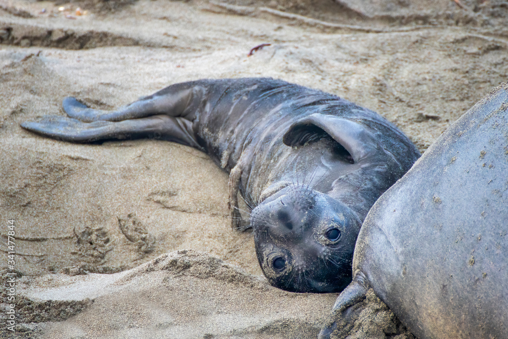 Obraz premium Newborn Elephant Seal with Umbilical Cord Looks at Camera