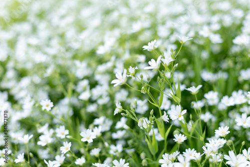 small white flowers on lawn