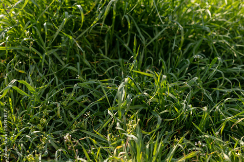 Fotografi a close look at uncut grass lawn top view