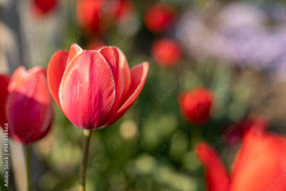 beautiful single red tulip in the garden beautiful single red tulip in the garden
