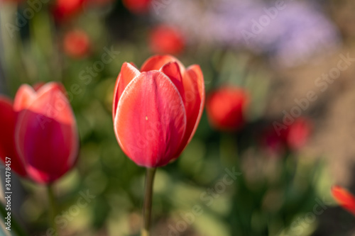 beautiful single red tulip in the garden