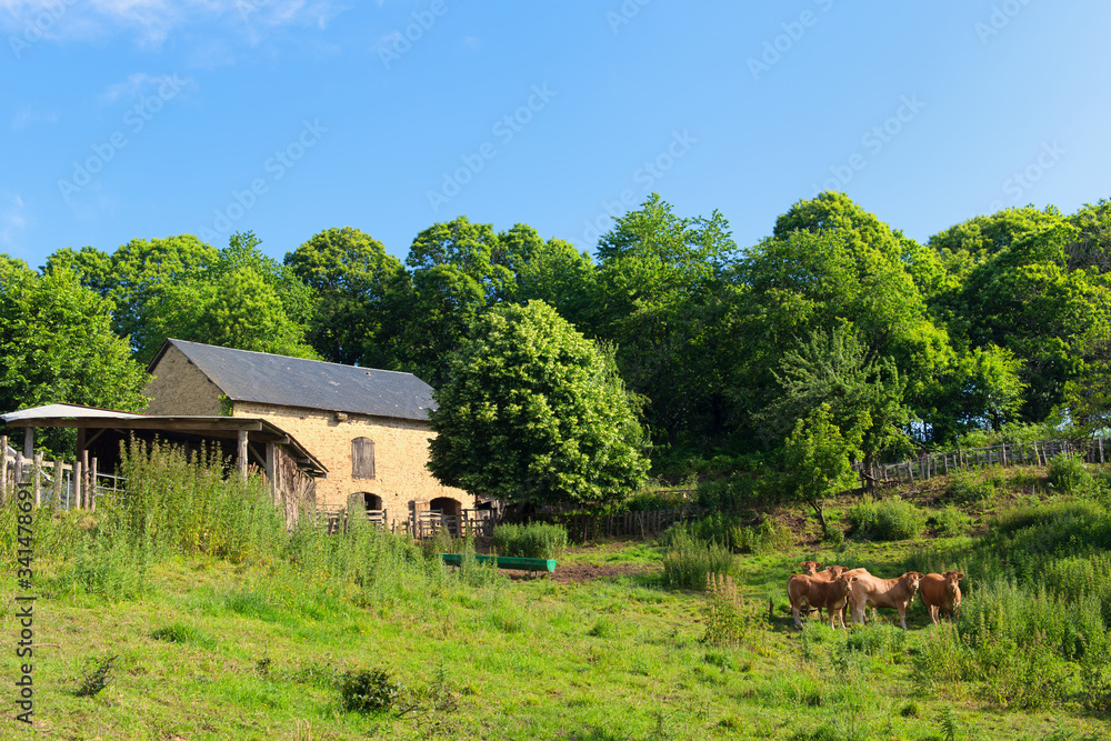 Obraz premium Barn and cows outdoor
