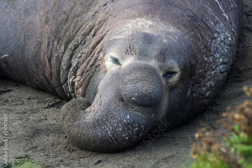 Close Up Face of Male Elephant Seal with Proboscis on Beach