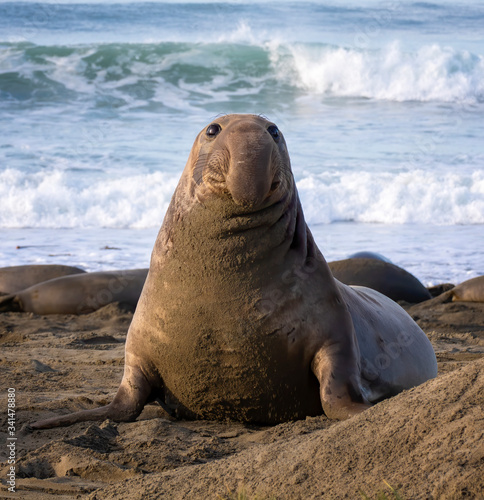 Young Male Northern Elephant Seal on Beach in Morning Sunlight