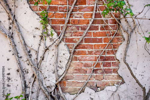 Stucco concrete broken over an old brick wall with cracks and holes and green leaves vines growing on sides 