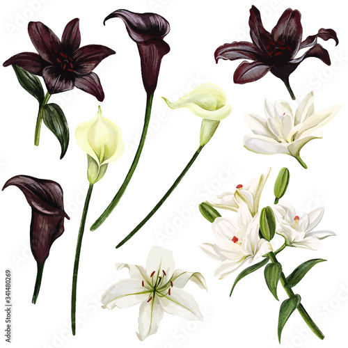 Black and white lilies and callas, watercolor hand drawn vector illustration