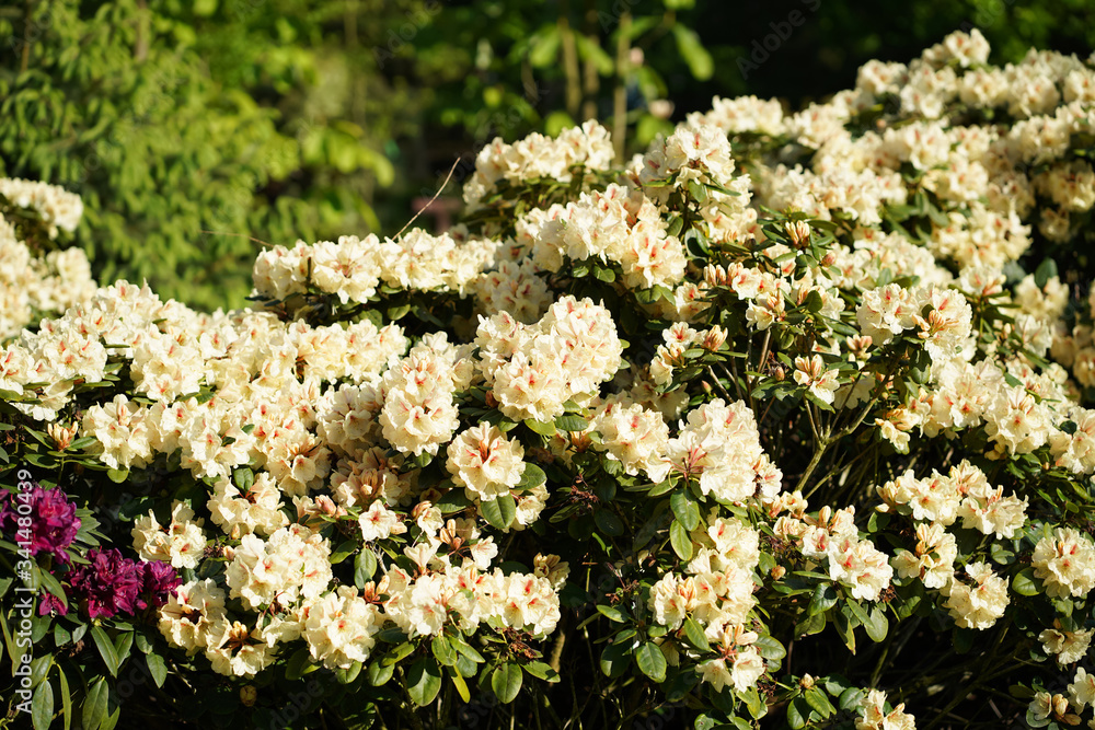 Obraz premium Rhododendrons - dendrological garden in Glinna, Poland