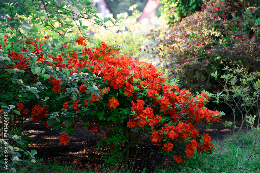 Rhododendrons - dendrological garden in Glinna, Poland Rhododendrons - dendrological garden in Glinna, Poland