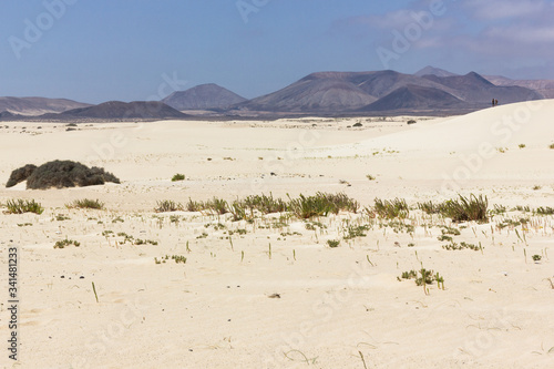 Vast desert with green bushes  couple on sand dune and volcanic mountains on background in Fuerteventura. Idyillic landscape at iconic Corralejo natural park in Canary Islands  Spain