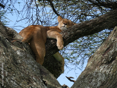 lioness in tree © walter