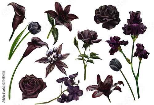 Black and flowers set, watercolor hand drawn vector illustration