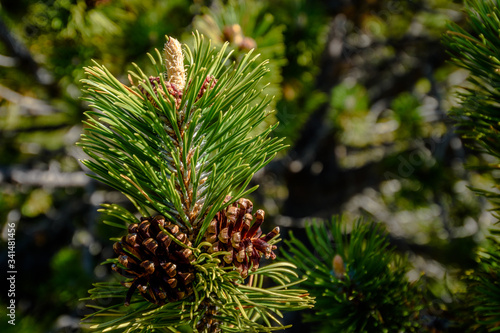 Close up of a branch with two brown pinecones.